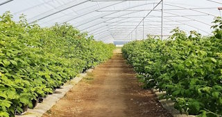 Ягодные туннели для клубники в Черемхово - НавесыЧрм, монтаж и продажа от 1017 руб.